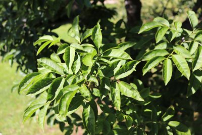 Fraxinus ornus - jasan manový (zimnář) - listy (31)